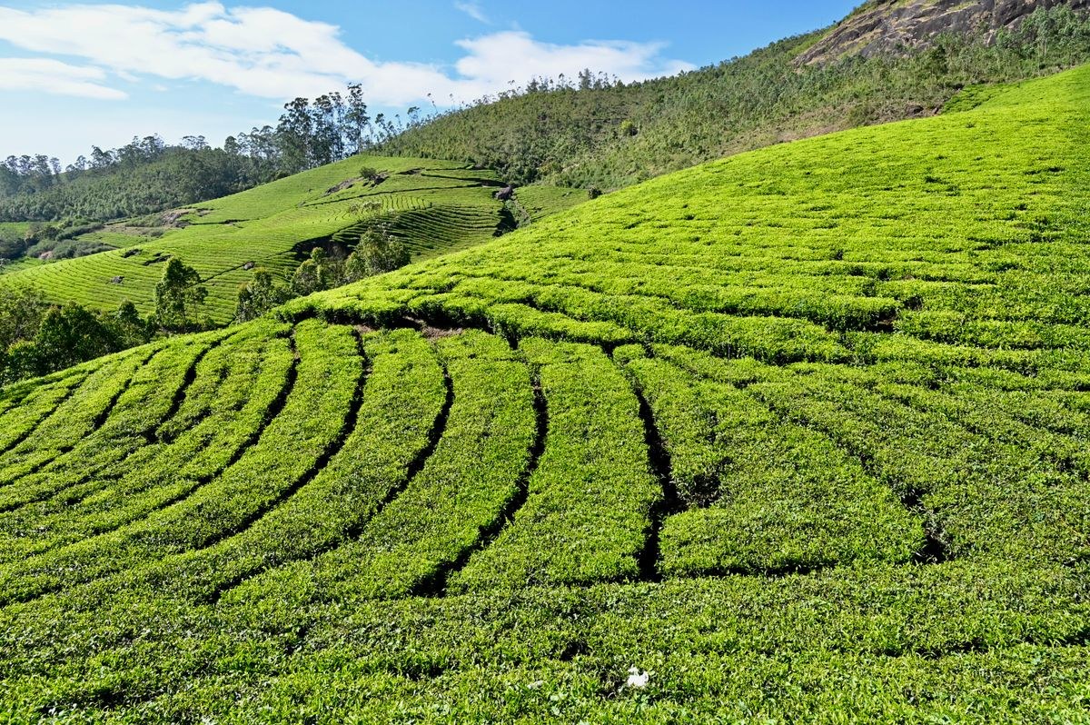 Munnar