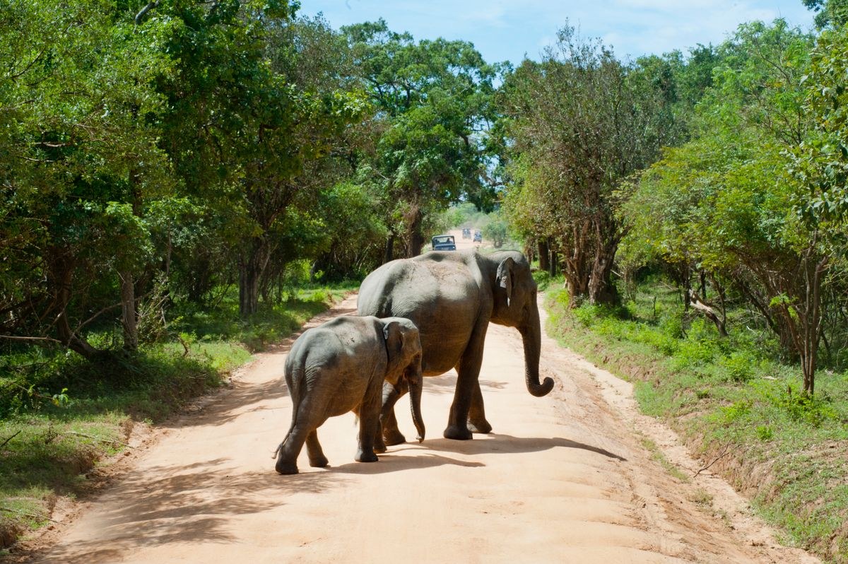 Sri Lanka Nature Tour